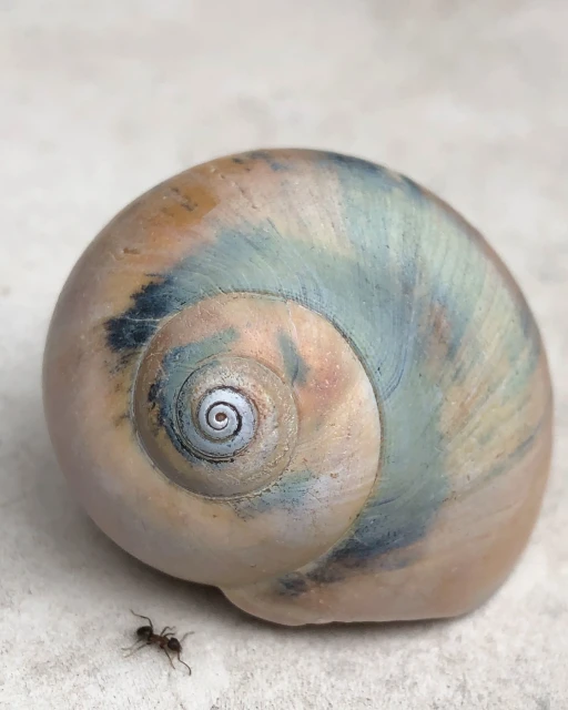 Macro photo of a tan and teal sea shell with a spiraling pattern next to a small black ant against a neutral background.