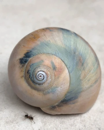 Macro photo of a tan and teal sea shell with a spiraling pattern next to a small black ant against a neutral background.