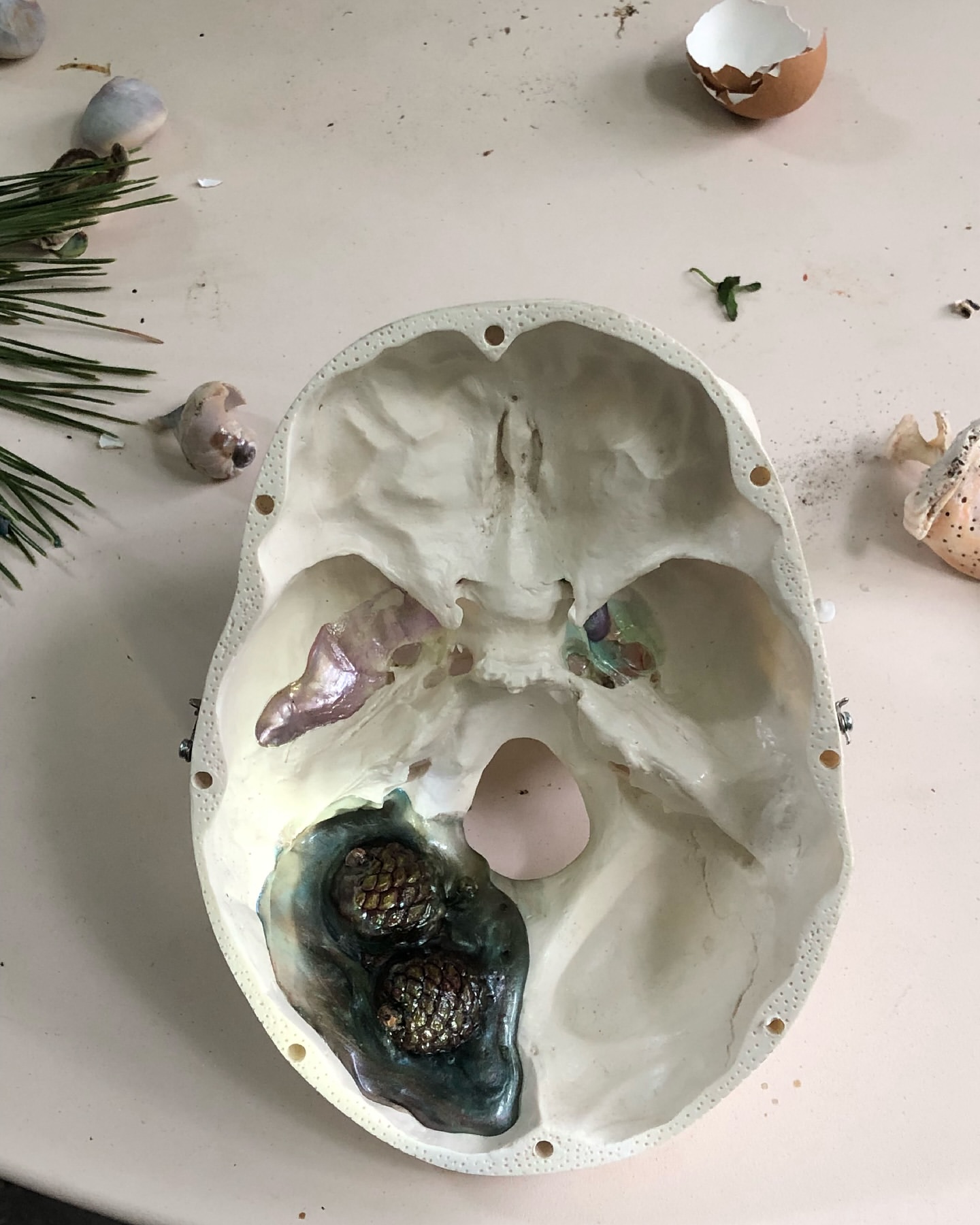 Skull interior with pine sprigs and eggshells. Medical illustration with bone texture, green foliage, and shell fragments on white backdrop.