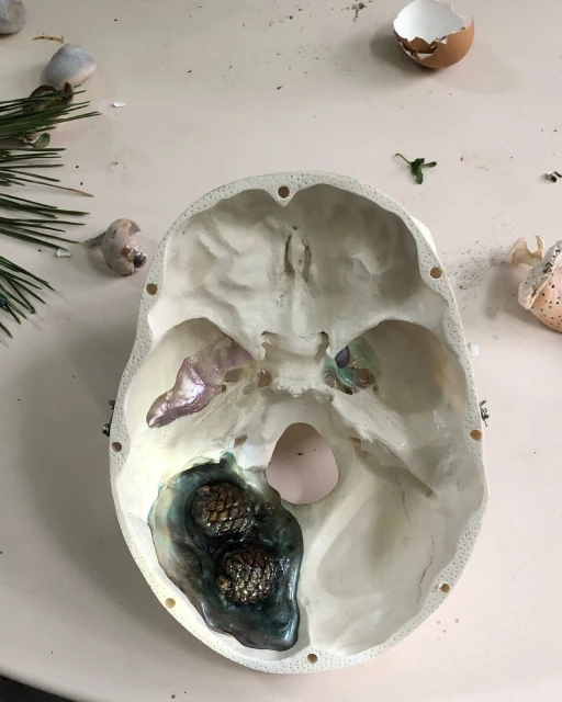 Skull interior with pine sprigs and eggshells. Medical illustration with bone texture, green foliage, and shell fragments on white backdrop.