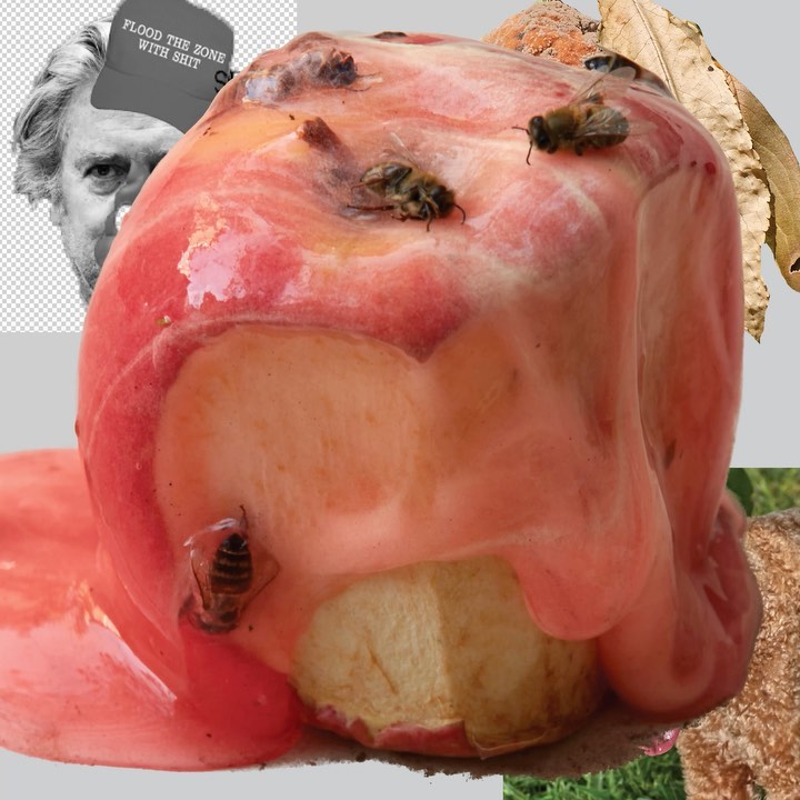 Rotten apple with bees on it, accompanied by a man's face and hat with text, against a mixed-tone background with leaves and grass.
