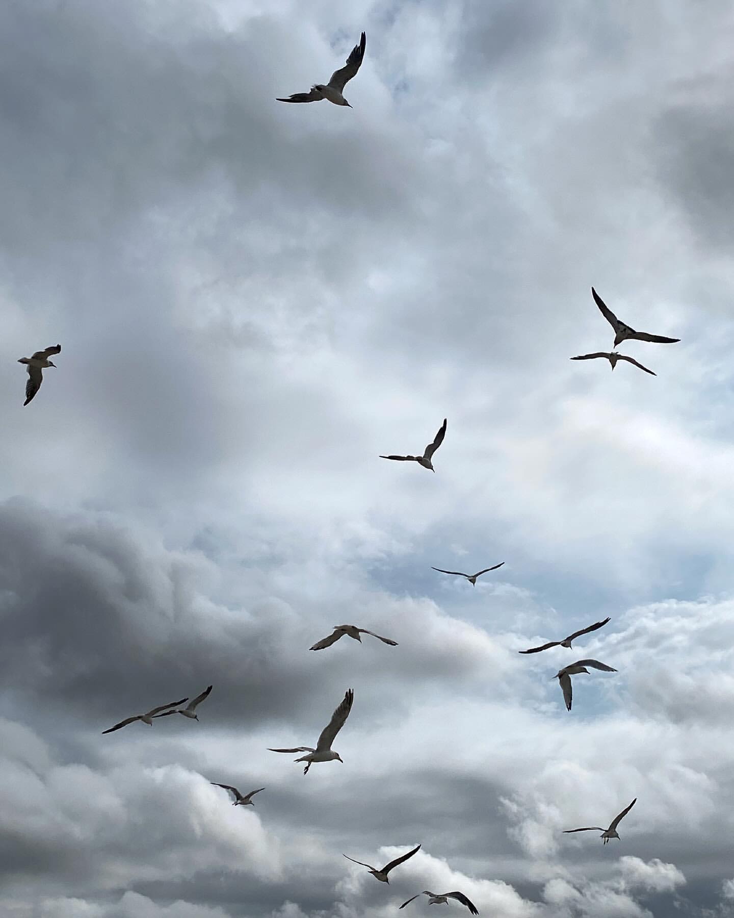 Flock of seagulls soaring against a cloudy sky backdrop, creating a sense of freedom and a vast expanse of natural beauty.