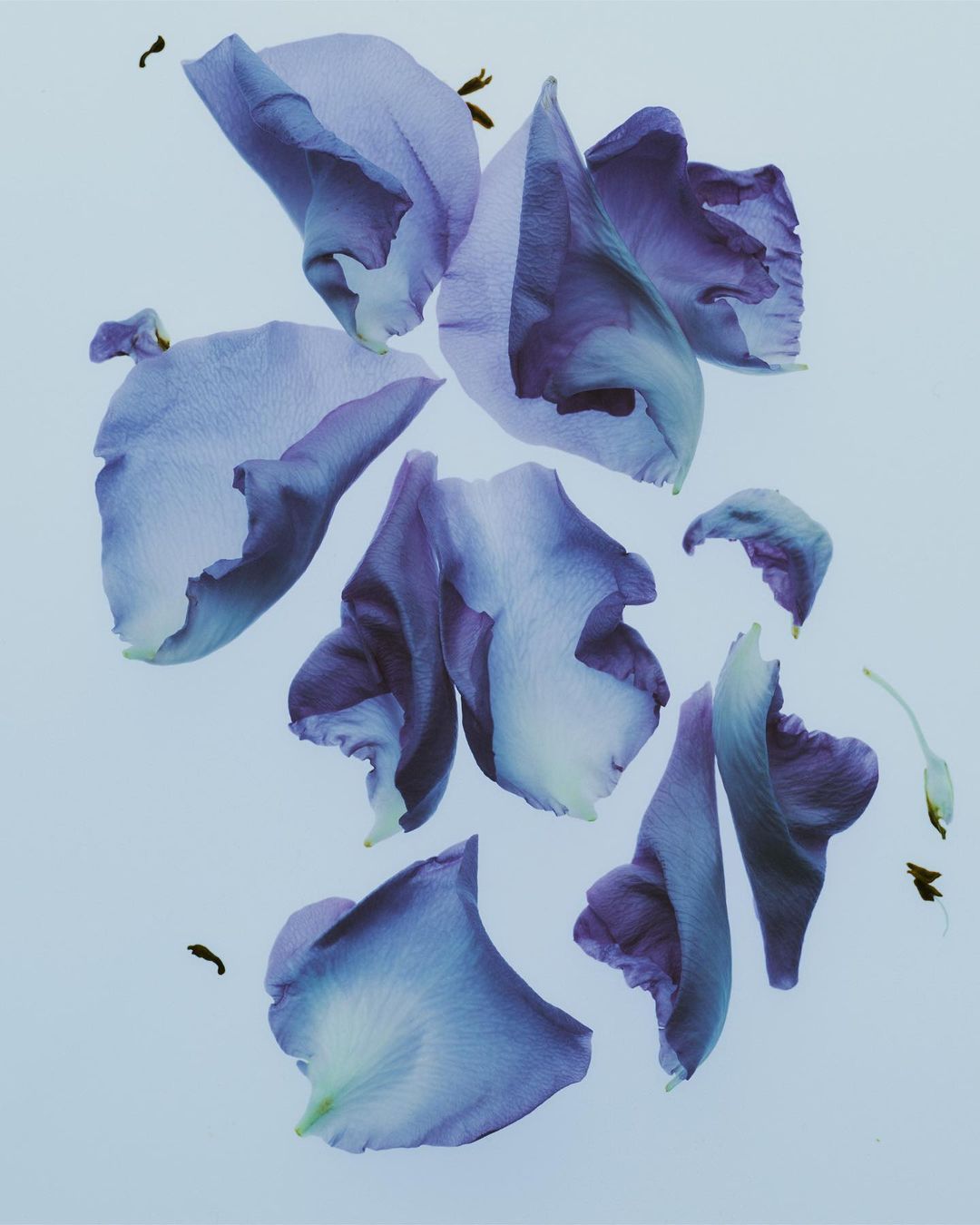Scattered blue and purple flower petals on a pale blue background create a delicate and calming botanical composition.