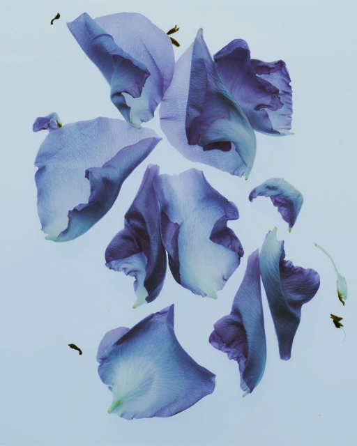 Scattered blue and purple flower petals on a pale blue background create a delicate and calming botanical composition.