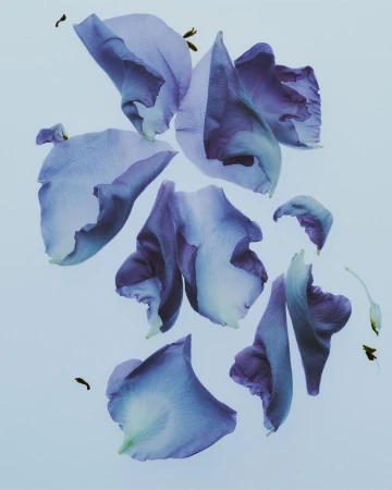 Scattered blue and purple flower petals on a pale blue background create a delicate and calming botanical composition.