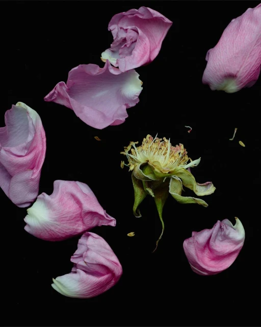 Wilted pink rose and scattered petals on a black background, capturing floral decomposition in a studio environment with dramatic lighting.
