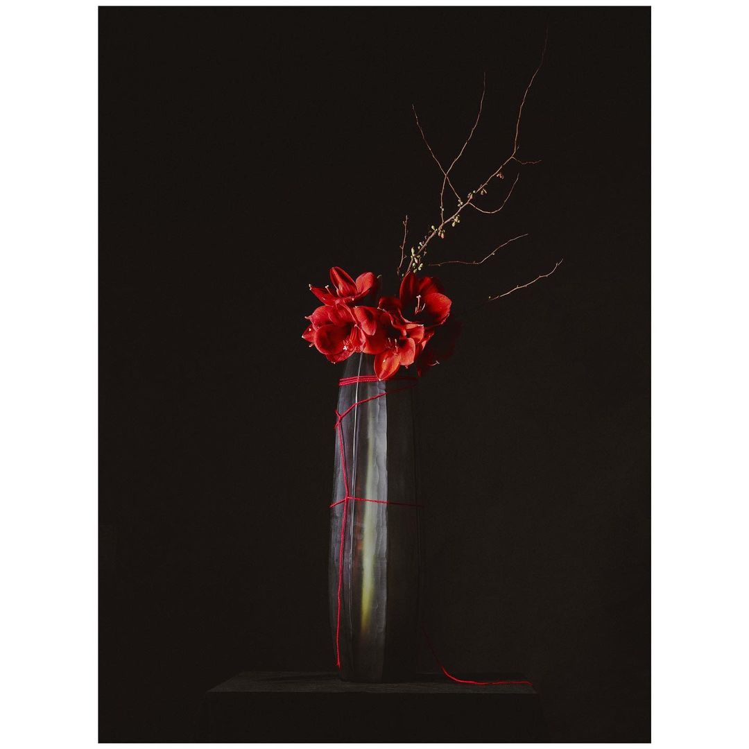 Still life photograph of red amaryllis flowers in a grey vase wrapped with red string against a dark black background, studio lighting.