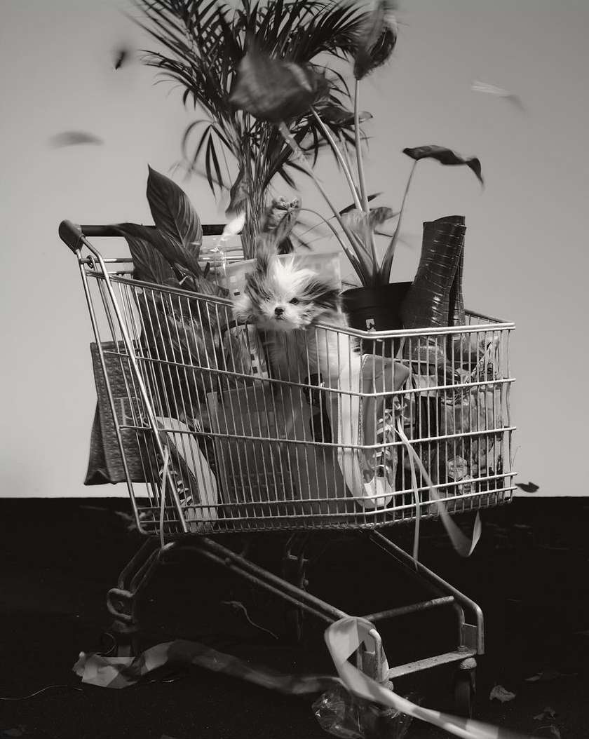 Monochromatic photo of a small dog in a shopping cart with plants, set against a plain background in a studio environment.