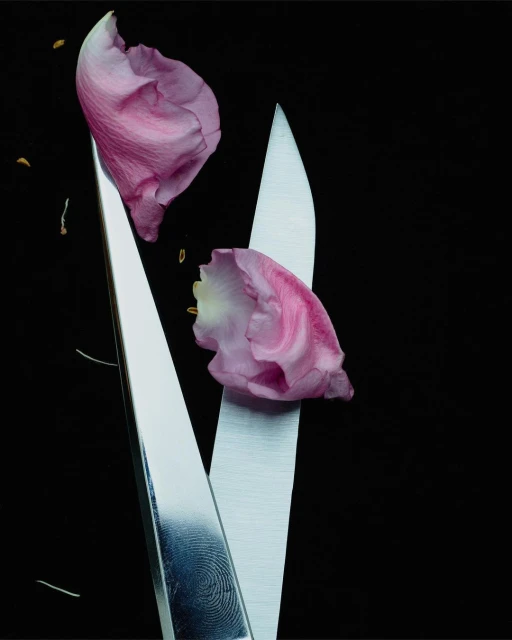 Scissors cutting pink flower petals against a black background in a studio setting. Soft light highlights textures and shapes.