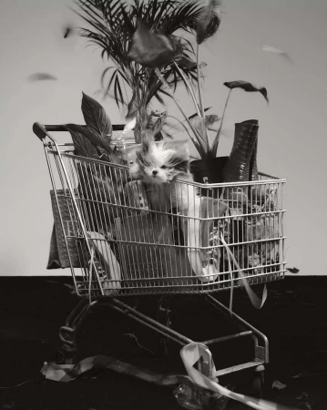 A small fluffy dog and potted plants inside a metal shopping cart against a plain studio background.