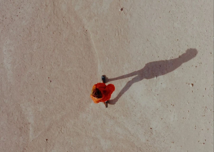 Overhead shot of a red flower with a blue center lying on a concrete surface, with a long shadow stretching across the scene.