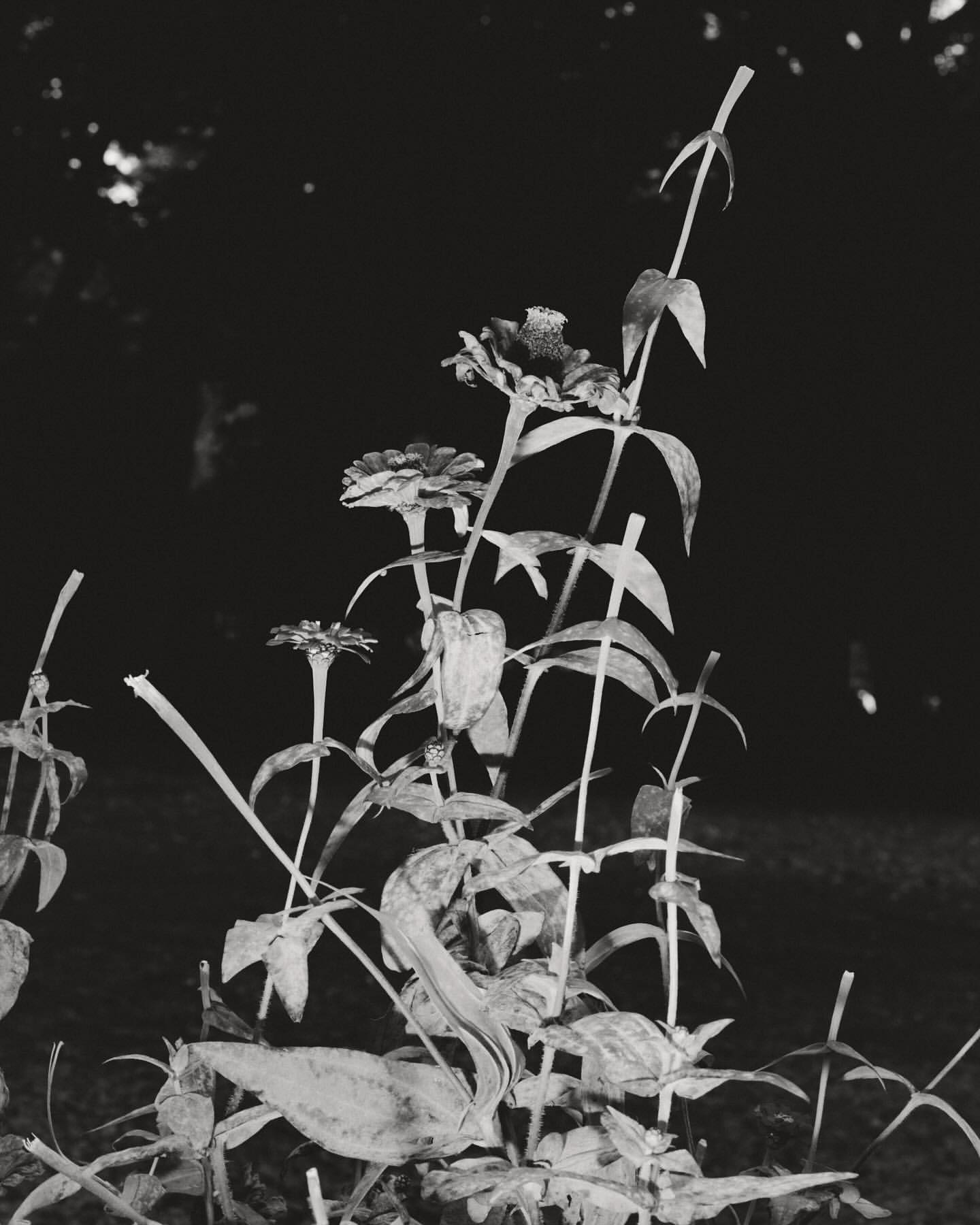 Monochrome photo of zinnia flowers and foliage in a garden setting. The image features dark tones and a shallow depth of field.