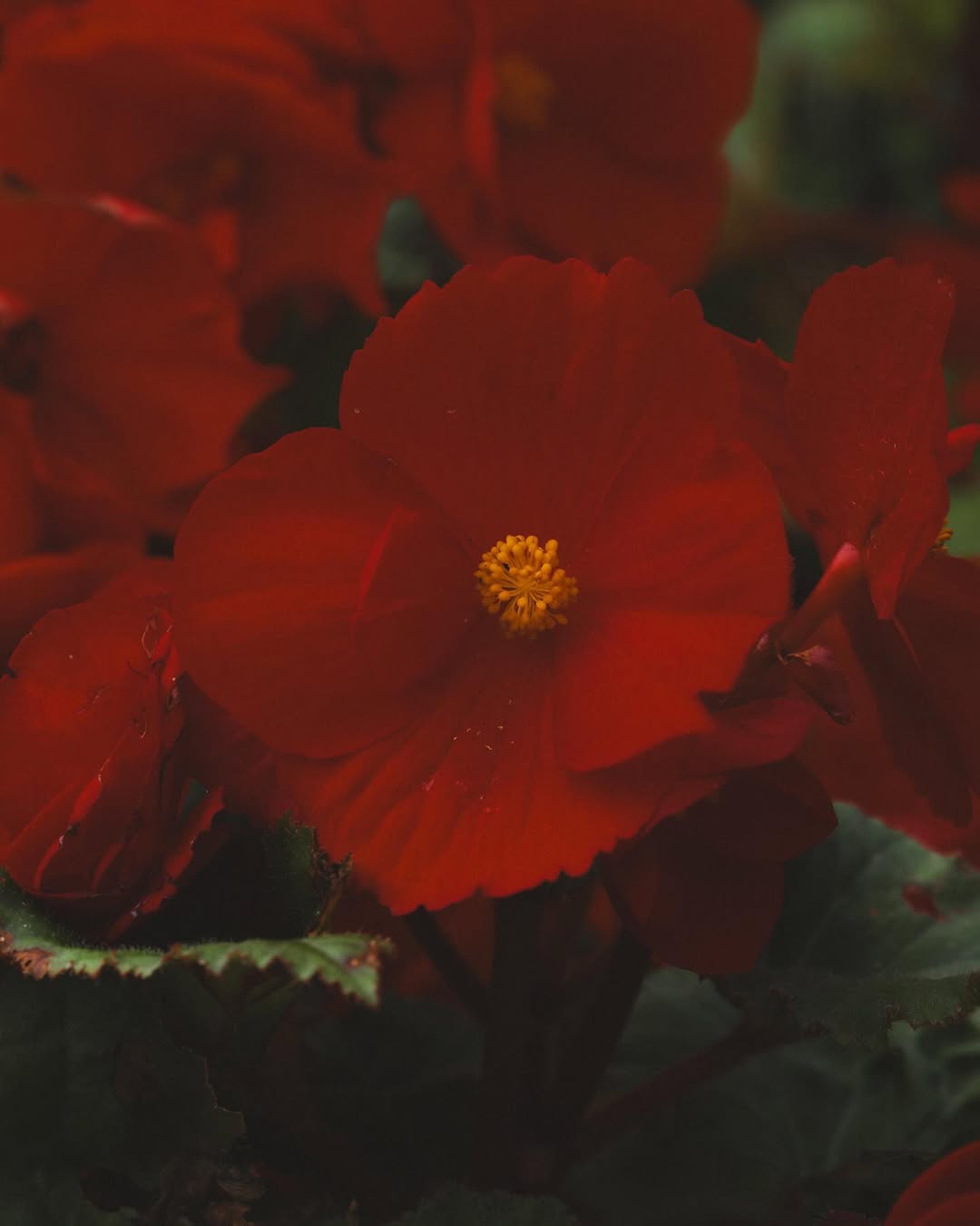 Close-up photograph captures the vibrant red petals of a begonia flower in full bloom, highlighting its yellow center and the surrounding green leaves.
