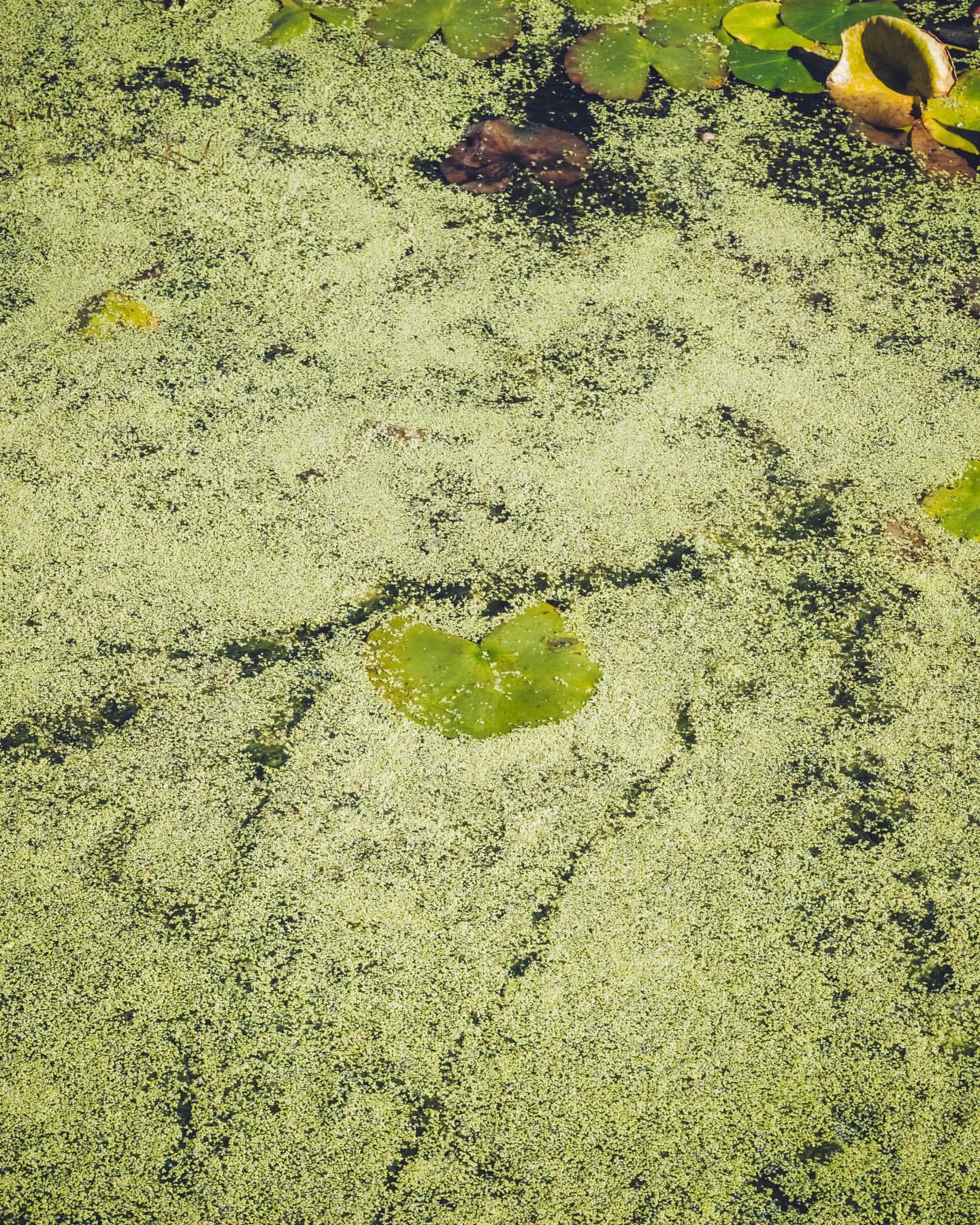 Overhead view of a pond covered in bright green duckweed, with lily pads scattered throughout the water's surface creating natural patterns.