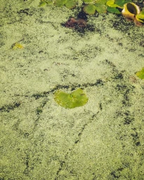 Green lily pads floating on a calm pond covered in a layer of algae and duckweed, captured by photographer Ronan Brun.