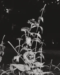 Black and white photograph of zinnia flowers and leaves captured in Paris by photographer Ronan Brun