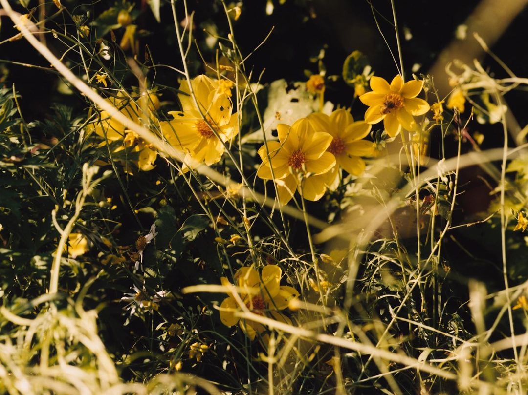 Close-up of yellow cosmos flowers in a field with tall grasses and foliage; a bee is visible on one of the flower's petals.