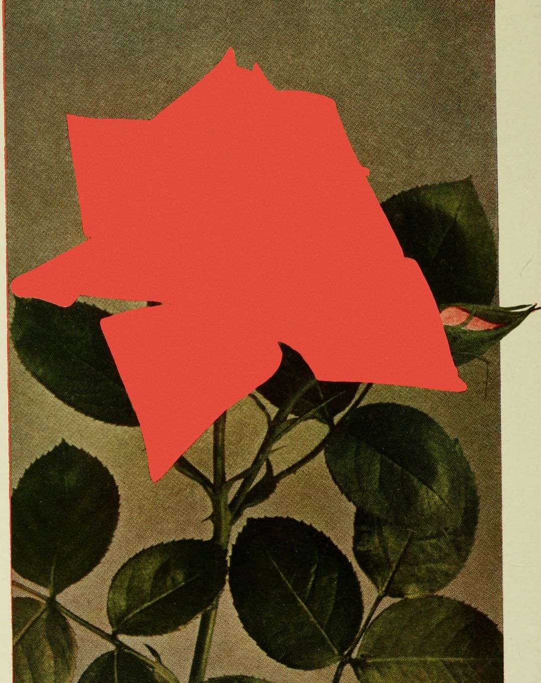 Illustration of rose bush with red bloom featuring green leaves, thorns, and a rosebud against a grey and cream colored background.