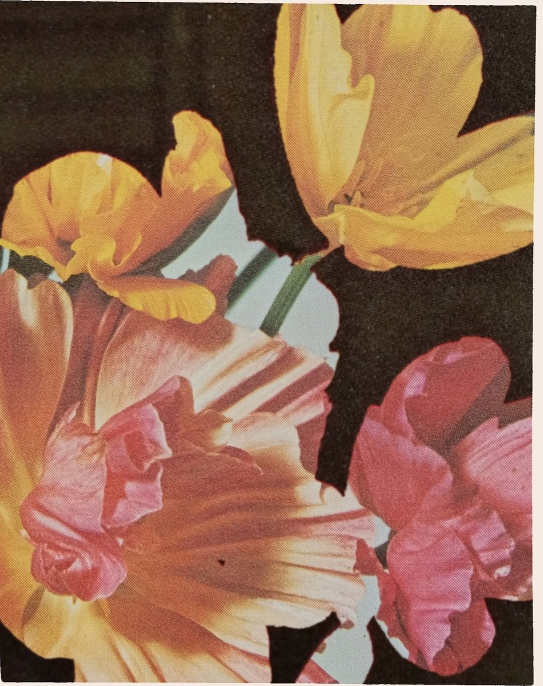 Close-up of a collection of colorful tulips featuring yellow, pink, and red petals with dark background in a vertical orientation.