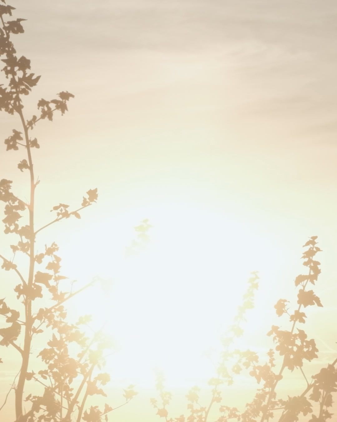 Silhouetted tree branches and leaves against a bright, luminous sky background with a dreamy, ethereal aesthetic and natural elements.