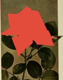 An illustration by Rosanna Webster featuring a bright coral-red abstract shape superimposed over a vintage botanical rose image.