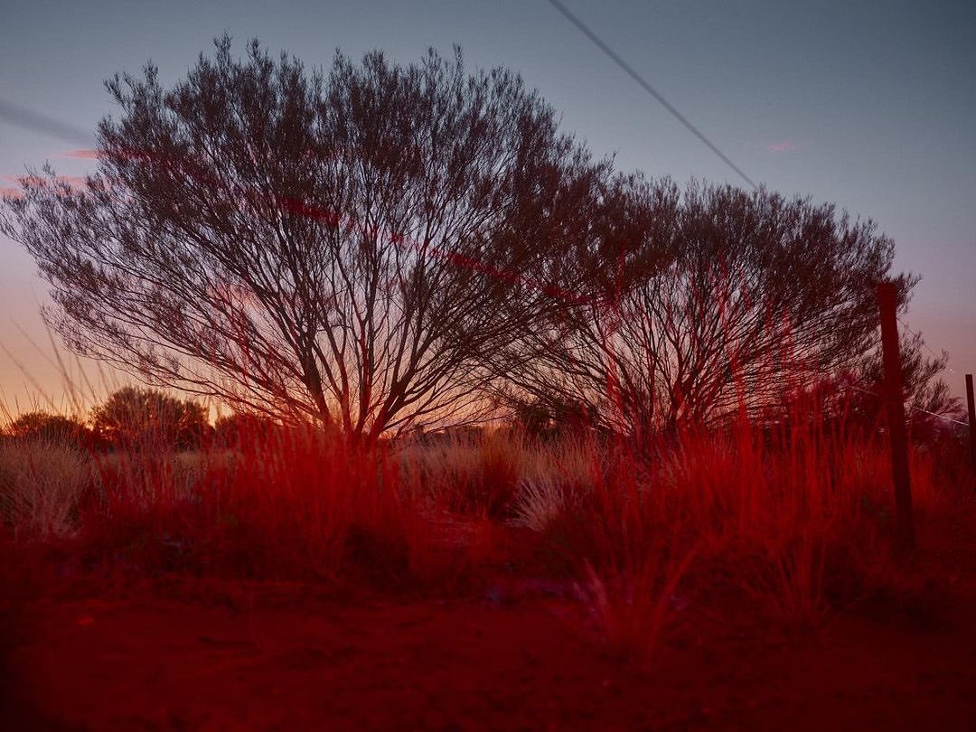 Sunset landscape features trees and tall grass silhouetted against a colorful sky. The composition evokes a serene, natural atmosphere.