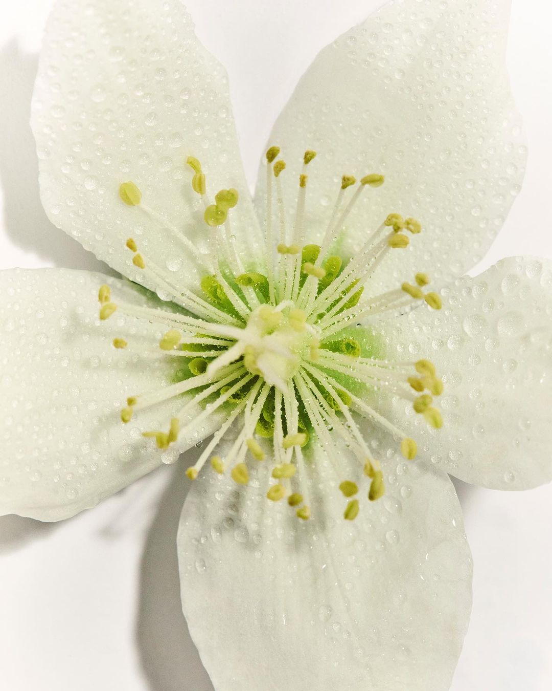 Close-up of a single white flower with water droplets, showcasing its delicate petals and yellow stamen on a clean, white background.