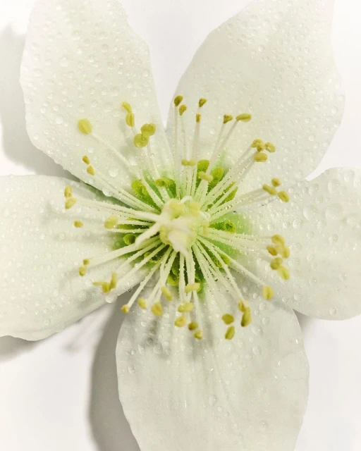 Close-up of a single white flower with water droplets, showcasing its delicate petals and yellow stamen on a clean, white background.