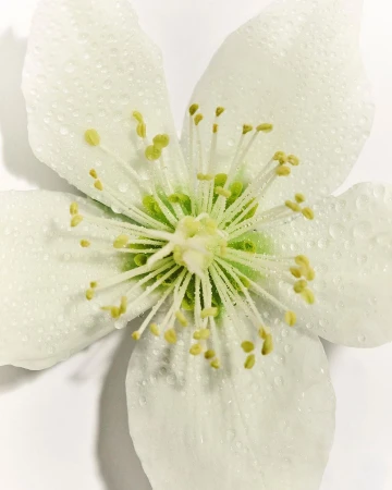 Close-up of a single white flower with water droplets, showcasing its delicate petals and yellow stamen on a clean, white background.