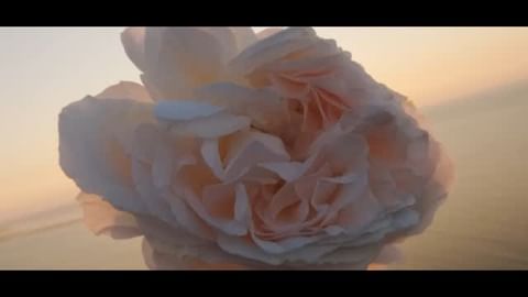 Close-up of a light pink rose flower with delicate petals against a soft, blurred background with muted yellow and pink hues at dusk.
