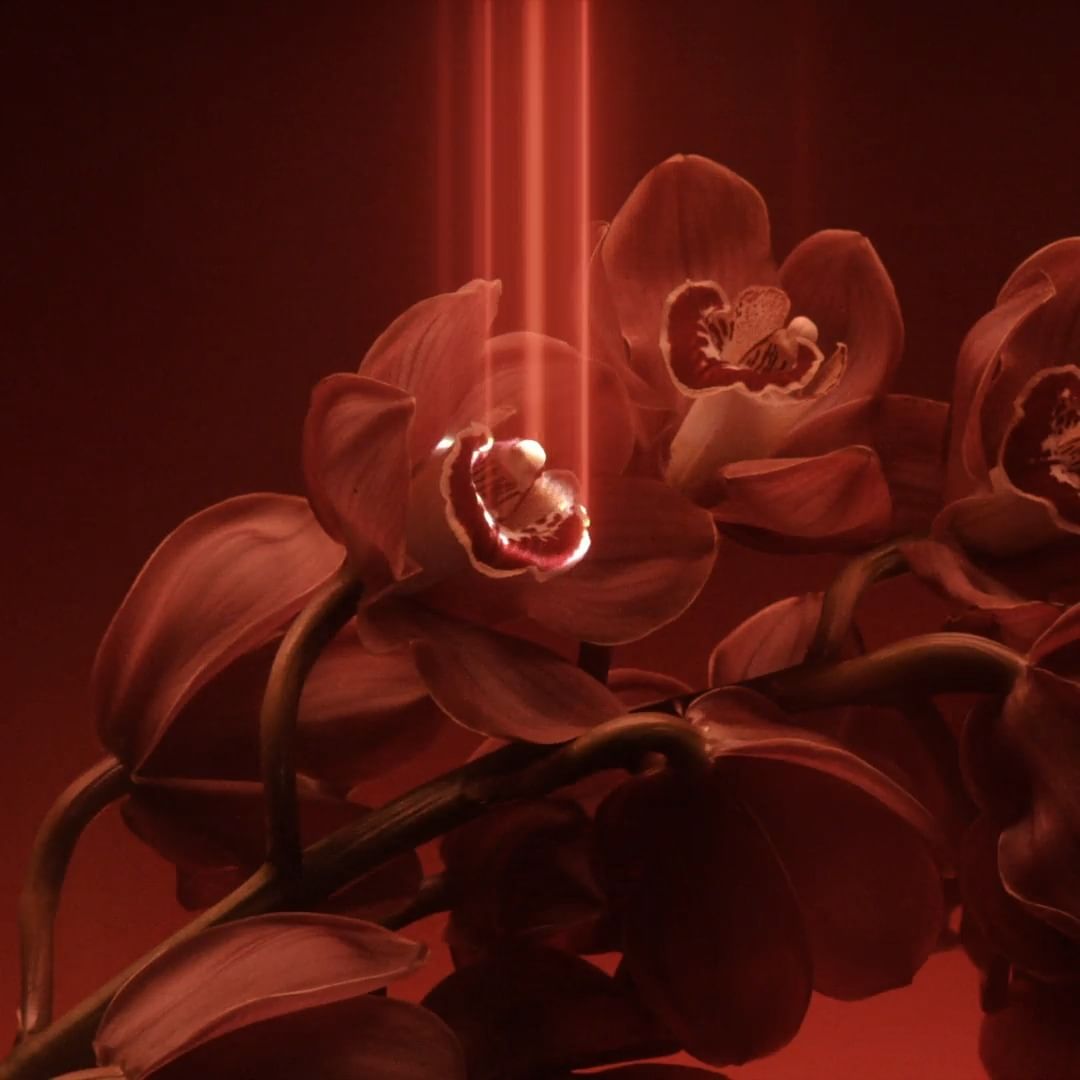 Close-up of orchids with red petals and stems, accented by glowing vertical red light beams against a red background.