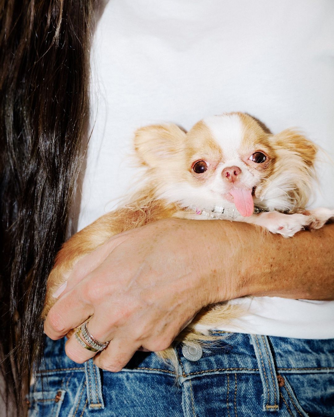 Chihuahua with its tongue out being held by a person wearing a white top and jeans in an indoor setting with soft, diffused lighting.