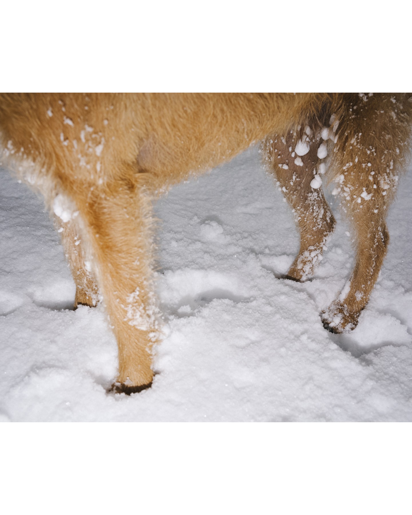 Close up shot of a brown dog legs standing in deep white snow with clumps of snow clinging to its fur