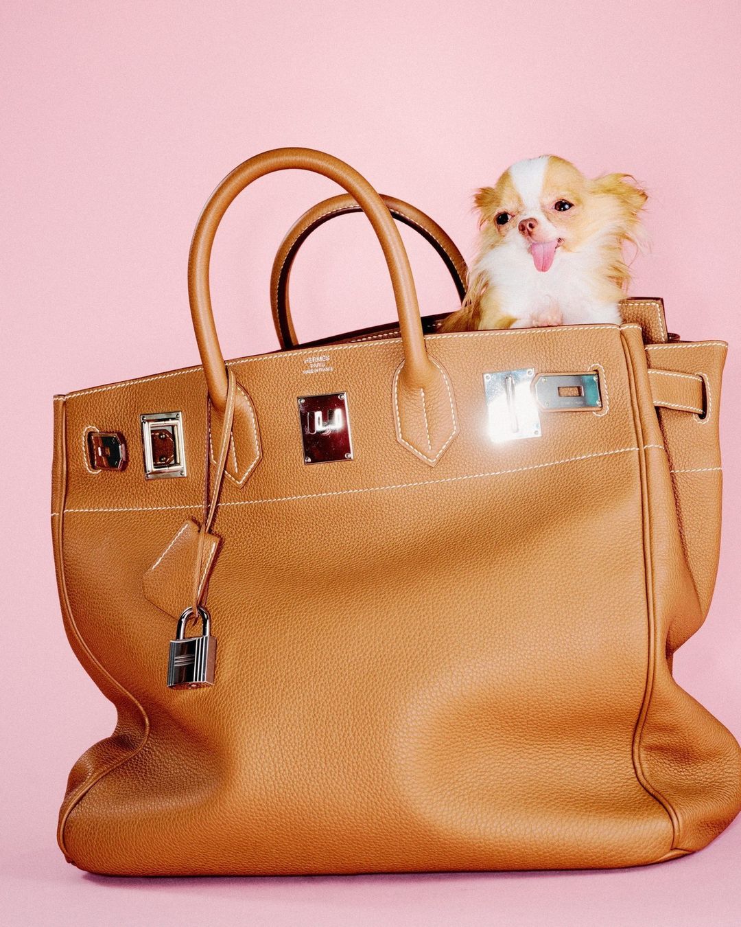 Tan leather Birkin bag sits against a light pink backdrop with a fluffy long-haired tan and white Chihuahua dog inside the bag.