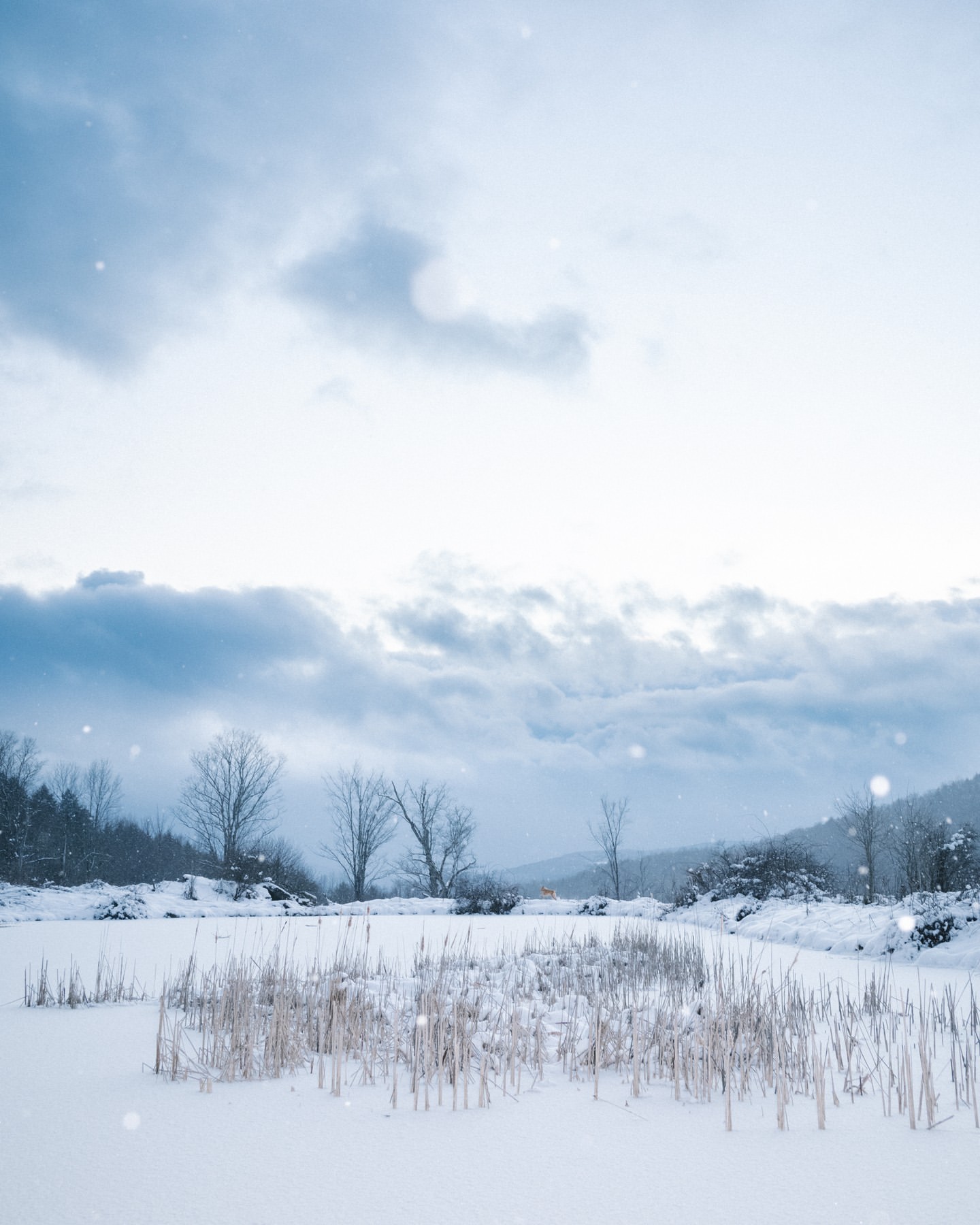 Winter landscape features snow-covered ground, bare trees, and a cloudy sky, creating a serene and cold outdoor scene.