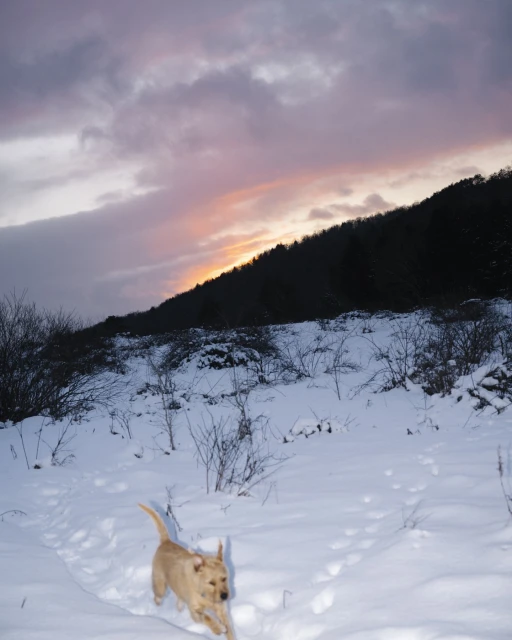 Golden Labrador Retriever dog runs playfully through a snowy field at dusk, set against a backdrop of dark hills and a colorful sky.