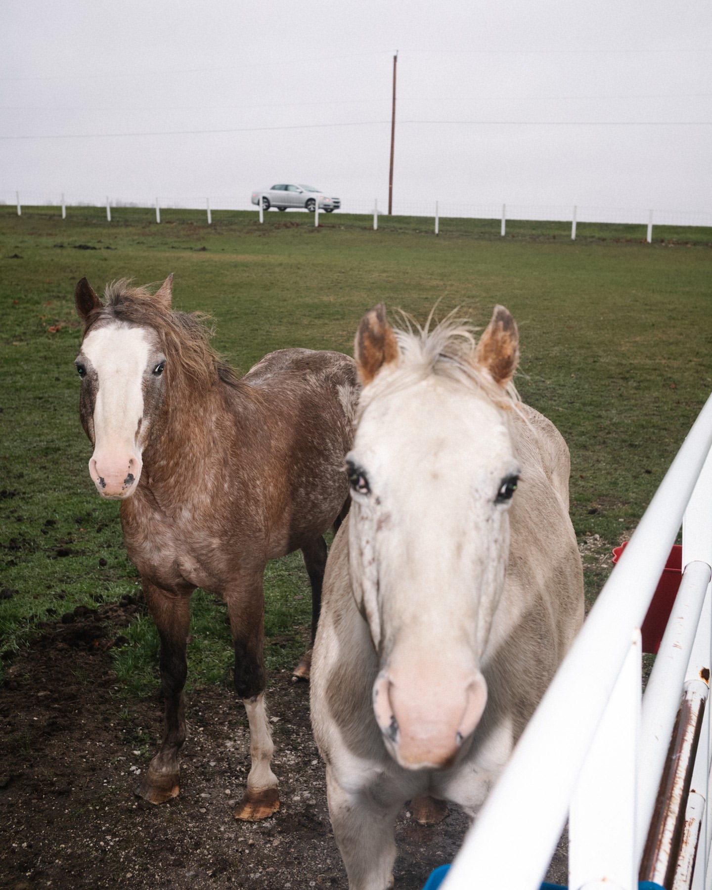 Two horses stand in a grassy field, with a vintage car and a wire fence in the background under an overcast sky, viewed at eye level.
