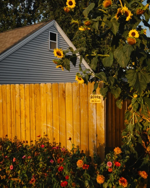 Sunflowers and zinnias surround a yellow wooden fence and a building, creating a colorful outdoor summer garden scene.