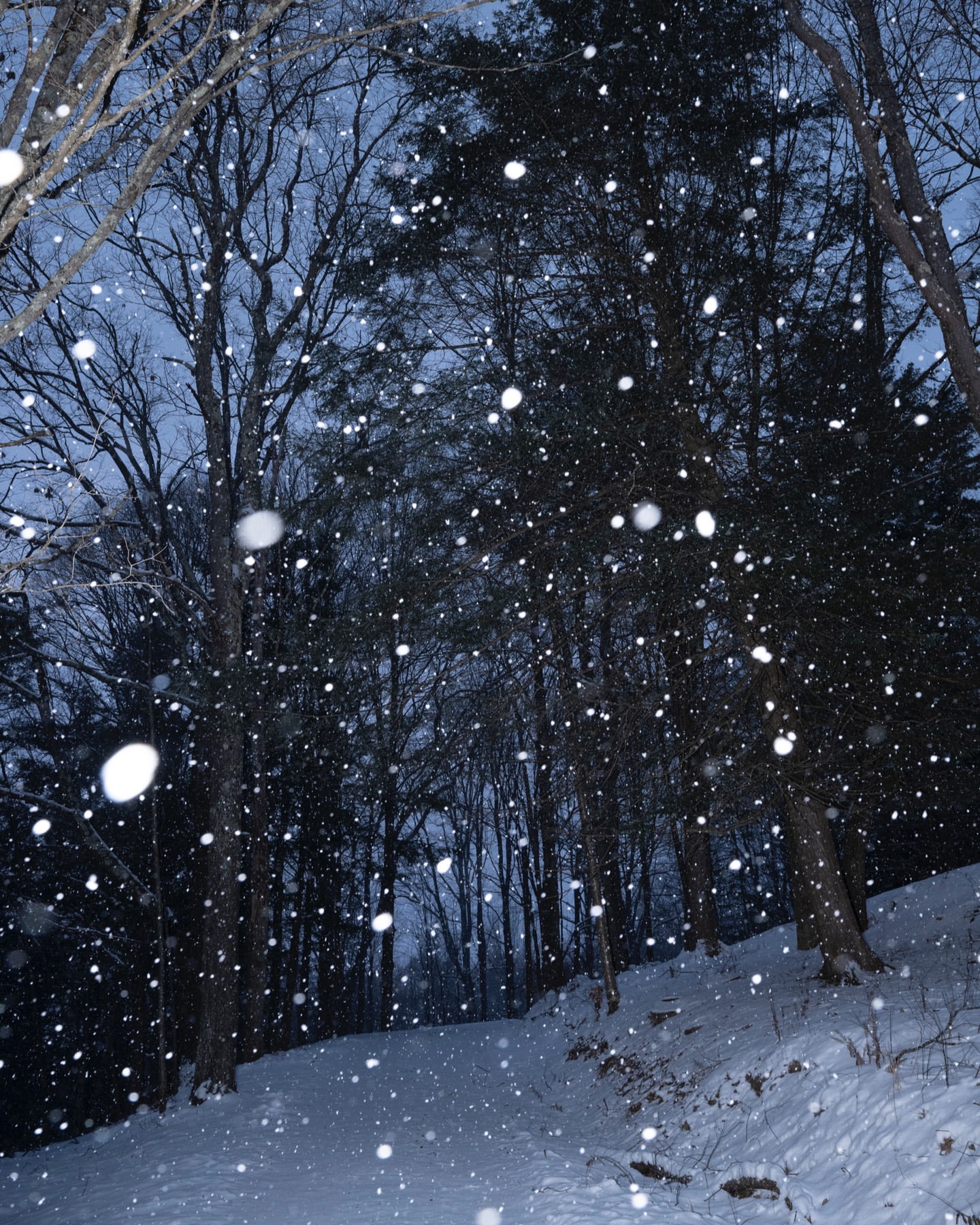 Snow falls in a dense forest of bare and evergreen trees, illuminated by the soft, muted light of dusk during winter.