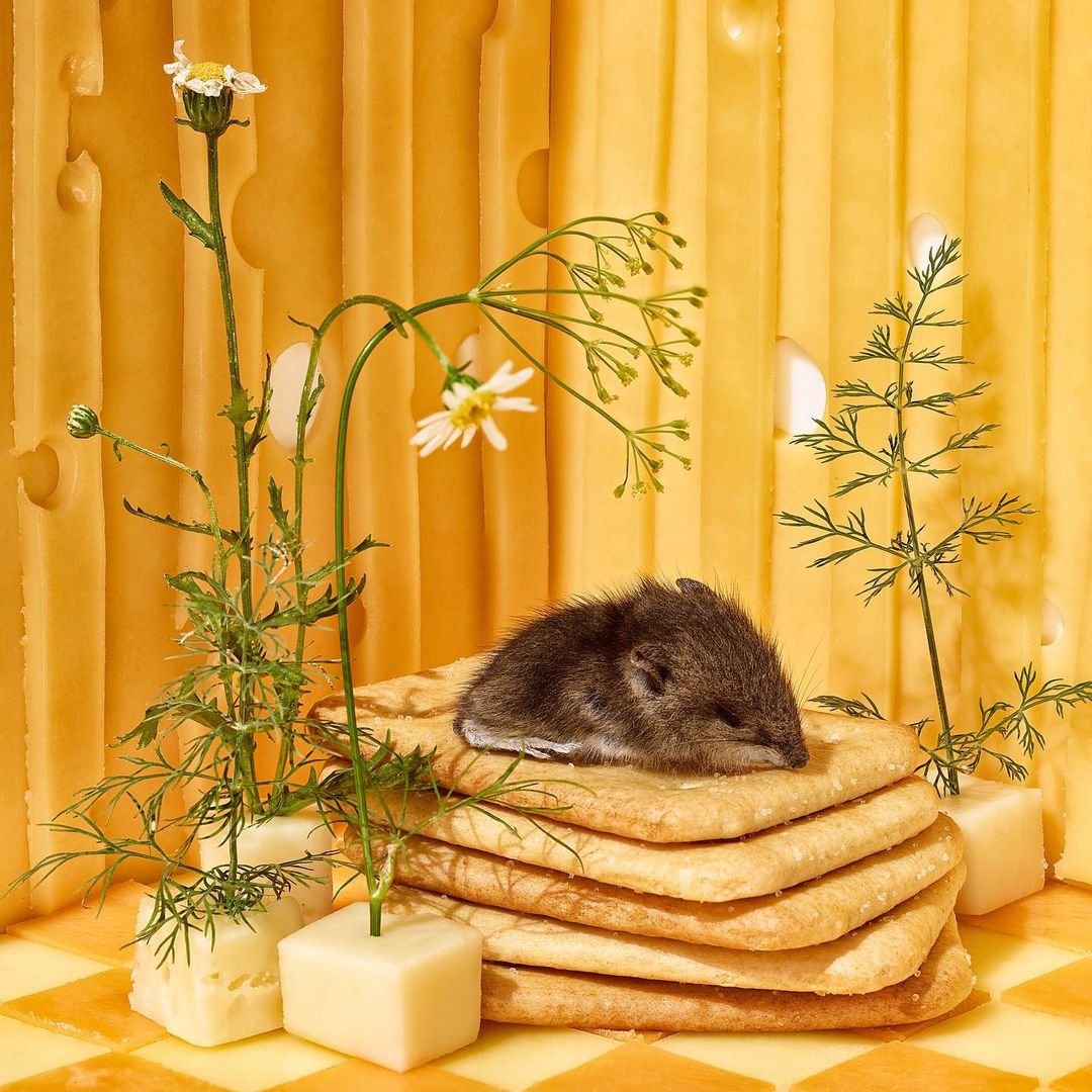 Close-up of a tiny brown mouse resting on a stack of crackers surrounded by cheese cubes and wildflowers against a cheese backdrop.
