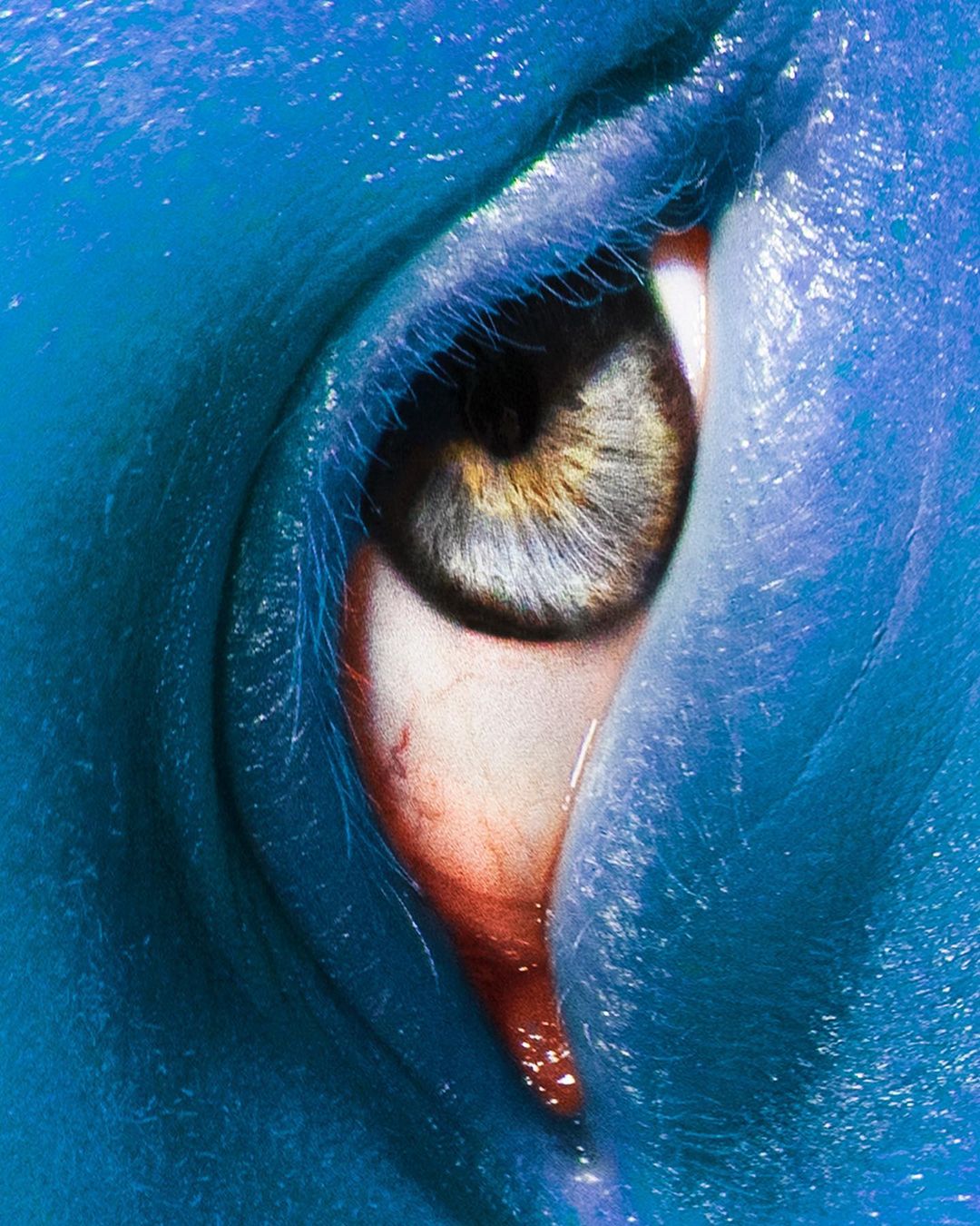 Close-up studio shot of a blue-painted human face, focusing on a singular eye with a hazel iris and visible eyelashes.