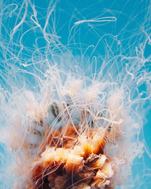 Abstract image featuring a cluster of jellyfish with long, flowing tentacles against a vivid blue background, emphasizing the delicate structure.