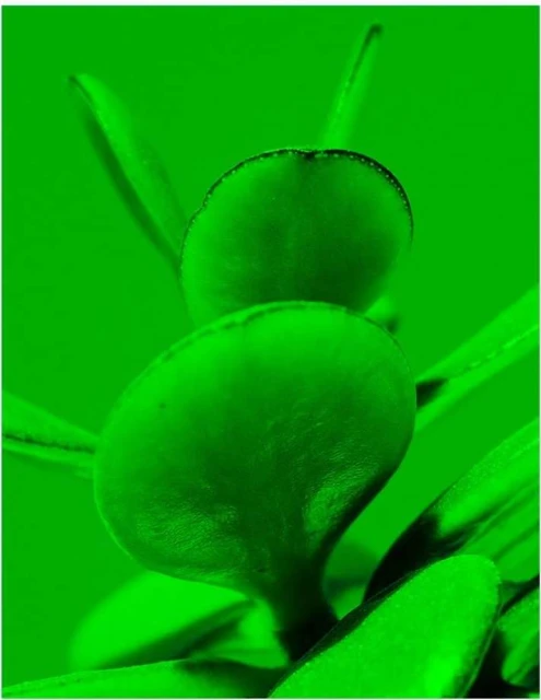 Close-up of rounded green plant buds and small leaves, all rendered in a monochromatic vibrant green color palette.
