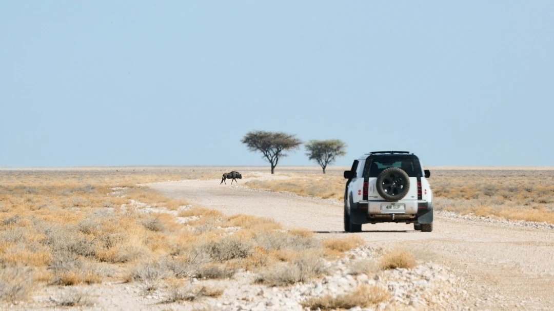 White SUV drives down gravel road in expansive desert landscape with distant wildebeest, sparse trees, under a bright blue sky.