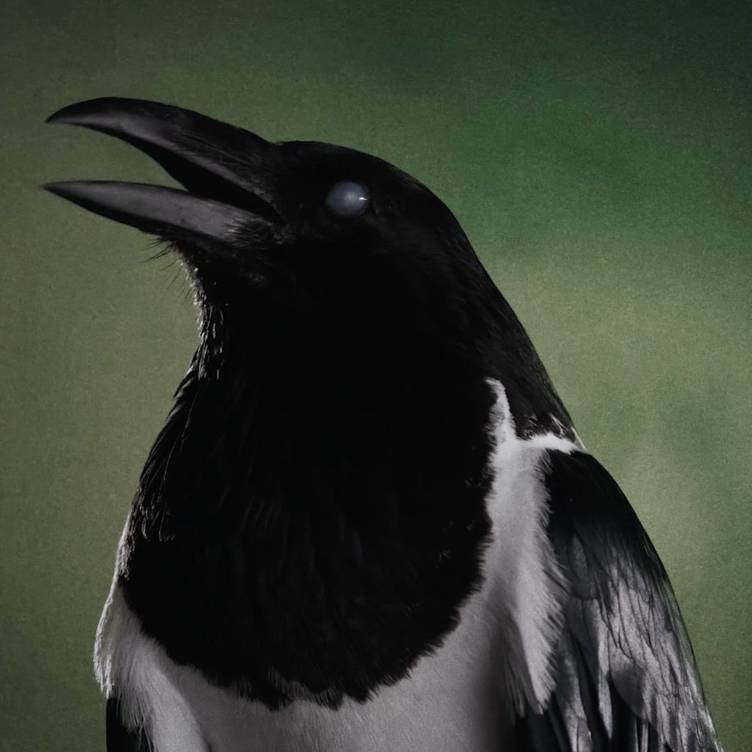 Close-up studio shot of a magpie bird featuring black and white plumage, an open beak, and a blurred green background.