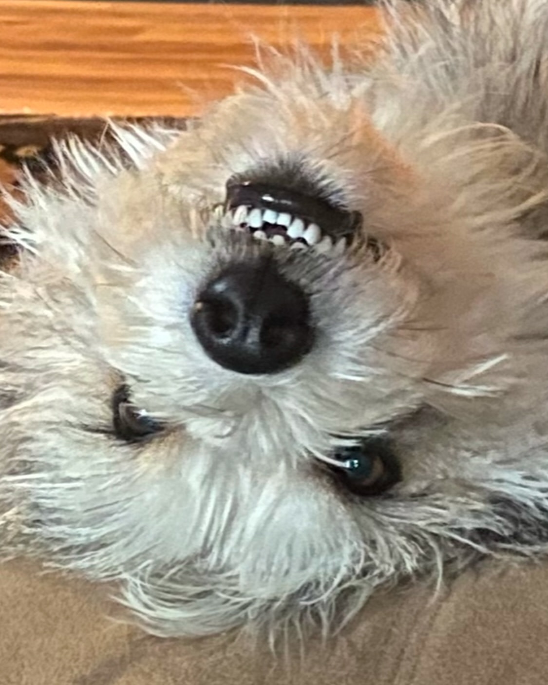 Close-up of a terrier dog lying on its back, displaying teeth, showcasing its black nose, light brown and white fur indoors.