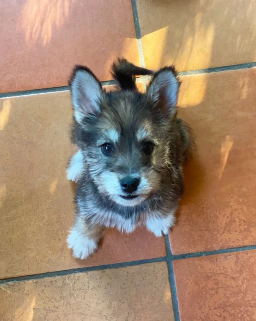 A fluffy brown and white puppy looking up toward the camera sitting on a brown tiled floor in a brightly lit indoor environment.