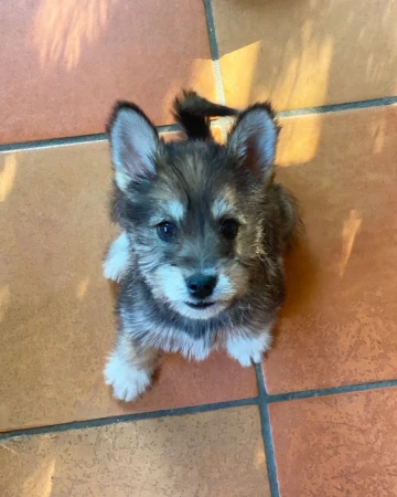 A fluffy brown and white puppy looking up toward the camera sitting on a brown tiled floor in a brightly lit indoor environment.
