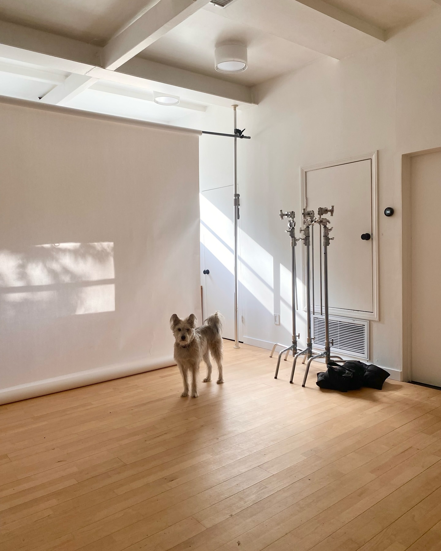 A light brown terrier stands facing forward in a photo studio with bright light, a white backdrop, and hardwood floors.