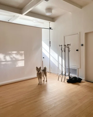 A light brown terrier stands facing forward in a photo studio with bright light, a white backdrop, and hardwood floors.